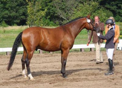 Foto des Albums: Landeschampionat der 3- und 4-jährigen Reitponies in M-V