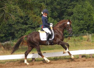 Foto des Albums: Landeschampionat der 3- und 4-jährigen Reitponies in M-V