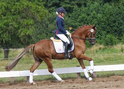 Foto des Albums: Landeschampionat der 3- und 4-jährigen Reitponies in M-V