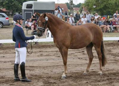 Foto des Albums: Landeschampionat der 3- und 4-jährigen Reitponies in M-V