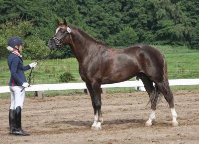 Foto des Albums: Landeschampionat der 3- und 4-jährigen Reitponies in M-V