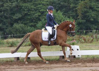 Foto des Albums: Landeschampionat der 3- und 4-jährigen Reitponies in M-V