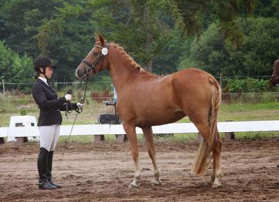 Foto des Albums: Landeschampionat der 3- und 4-jährigen Reitponies in M-V