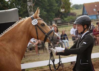 Foto des Albums: Landeschampionat der 3- und 4-jährigen Reitponies in M-V