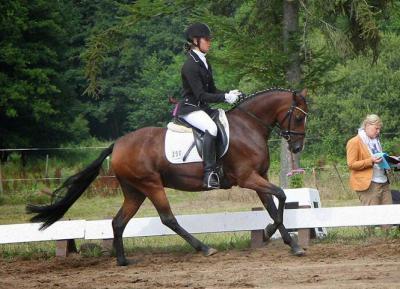 Foto des Albums: Landeschampionat der 3- und 4-jährigen Reitponies in M-V