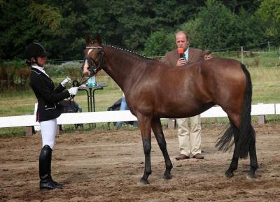 Foto des Albums: Landeschampionat der 3- und 4-jährigen Reitponies in M-V