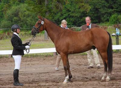 Foto des Albums: Landeschampionat der 3- und 4-jährigen Reitponies in M-V