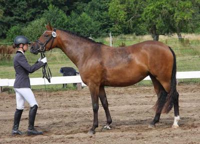 Foto des Albums: Landeschampionat der 3- und 4-jährigen Reitponies in M-V