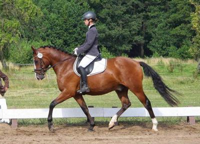 Foto des Albums: Landeschampionat der 3- und 4-jährigen Reitponies in M-V