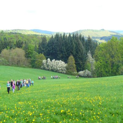 Foto des Albums: Waldbegang 2013