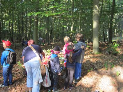 ...Augen durch den Wald 