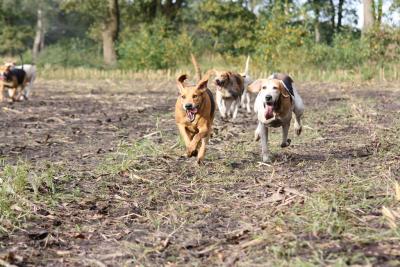 Foto des Albums: Friesoyther Jagdtag 2014