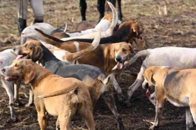 Foto des Albums: Friesoyther Jagdtag 2014