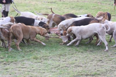 Foto des Albums: Friesoyther Jagdtag 2014
