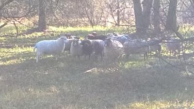 Foto des Albums: Ausflug der 6b zu Sigis Schafen