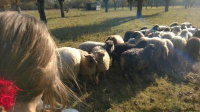 Foto des Albums: Ausflug der 6b zu Sigis Schafen