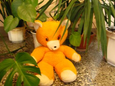 Foto des Albums: Teddys Teil 1