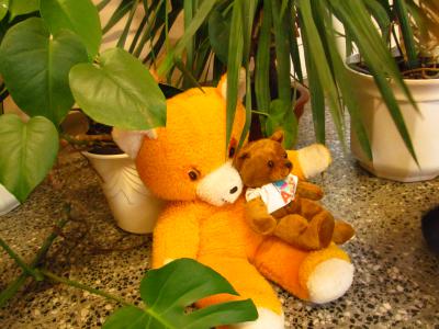 Foto des Albums: Teddys Teil 1