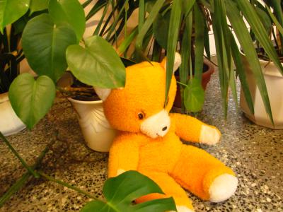 Foto des Albums: Teddys Teil 1