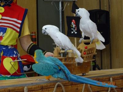 Foto des Albums: Samel`s Faschingsshow