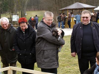Wachtelhunde zum Anfassen 