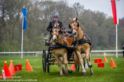 Foto des Albums: Fahrturnier Friesoythe 2015