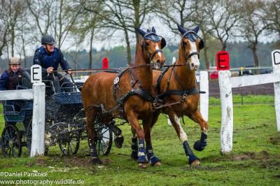 Foto des Albums: Fahrturnier Friesoythe 2015