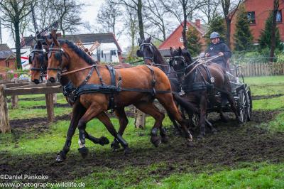 Foto des Albums: Fahrturnier Friesoythe 2015