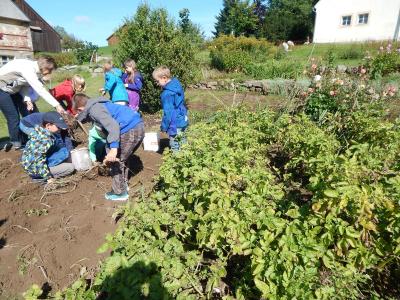 Foto des Albums: Kartoffelernte im Schulgarten