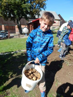 Foto des Albums: Kartoffelernte im Schulgarten