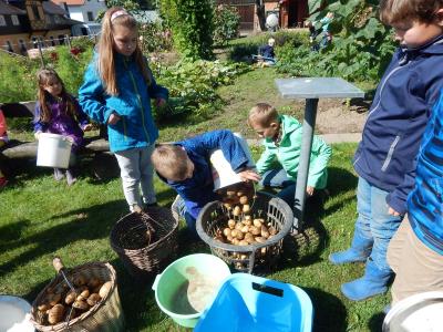 Foto des Albums: Kartoffelernte im Schulgarten