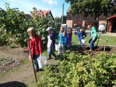 Foto des Albums: Kartoffelernte im Schulgarten