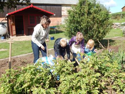 Foto des Albums: Kartoffelernte im Schulgarten