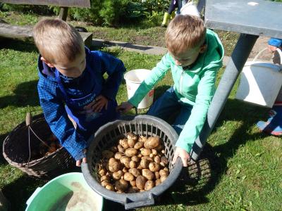 Foto des Albums: Kartoffelernte im Schulgarten