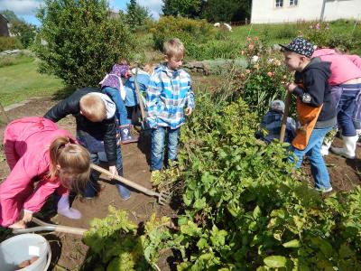 Foto des Albums: Kartoffelernte im Schulgarten