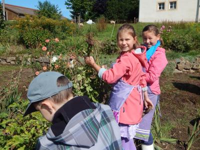 Foto des Albums: Kartoffelernte im Schulgarten
