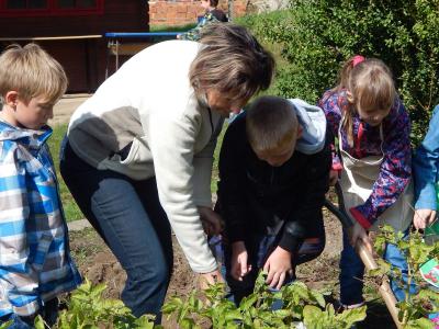 Foto des Albums: Kartoffelernte im Schulgarten