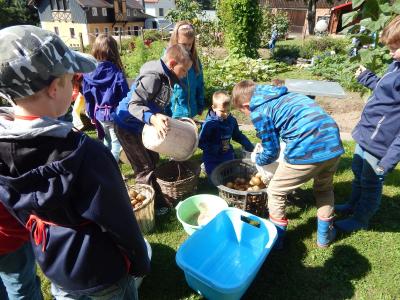 Foto des Albums: Kartoffelernte im Schulgarten