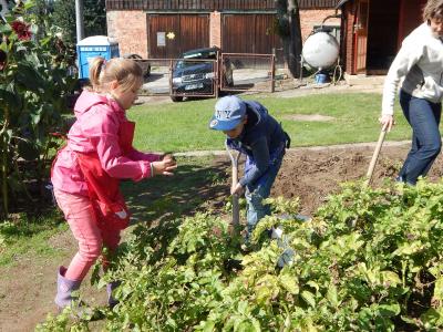 Foto des Albums: Kartoffelernte im Schulgarten