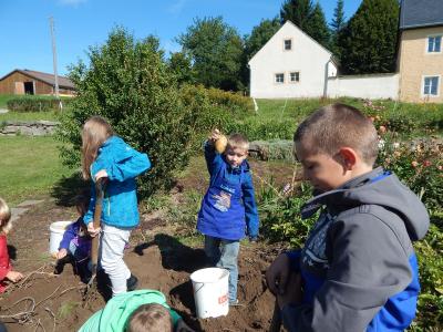 Foto des Albums: Kartoffelernte im Schulgarten