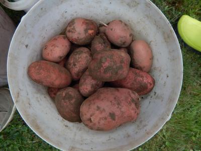 Foto des Albums: Kartoffelernte im Schulgarten