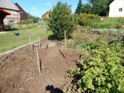 Foto des Albums: Kartoffelernte im Schulgarten