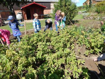 Foto des Albums: Kartoffelernte im Schulgarten