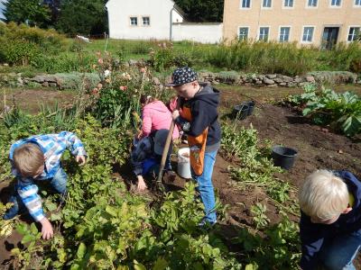 Foto des Albums: Kartoffelernte im Schulgarten