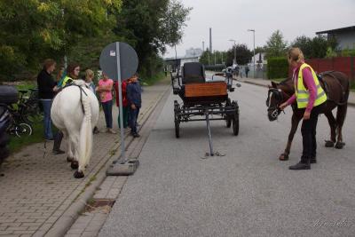 Foto des Albums: 3. Glückstädter Pferdefest für Jedermann
