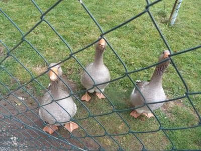 Foto des Albums: Kirmes in Teichel 24. - 25.10.2015