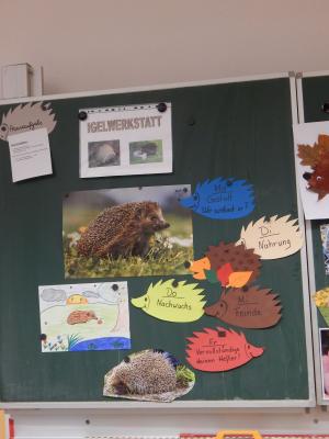 Foto des Albums: Igelprojekt Klasse 2