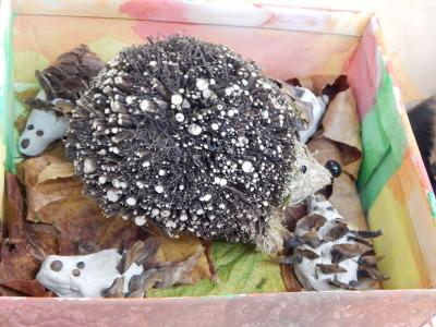 Foto des Albums: Igelprojekt Klasse 2