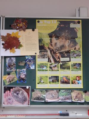 Foto des Albums: Igelprojekt Klasse 2