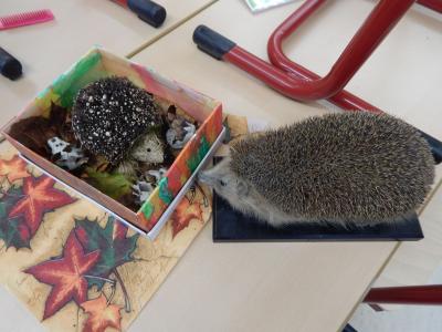 Foto des Albums: Igelprojekt Klasse 2